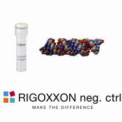 RIGOXXON negative control