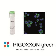 RIGOXXON green